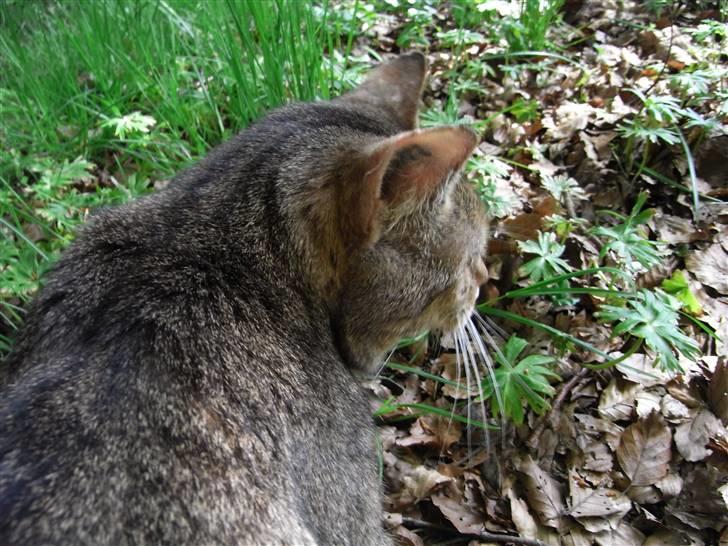 Blanding af racer Misse-mor R.I.P billede 8