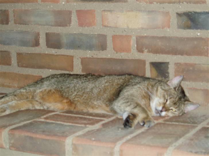 Blanding af racer Misse-mor R.I.P billede 9