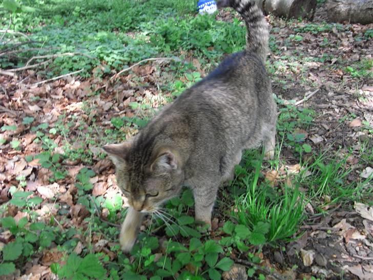 Blanding af racer Misse-mor R.I.P billede 10