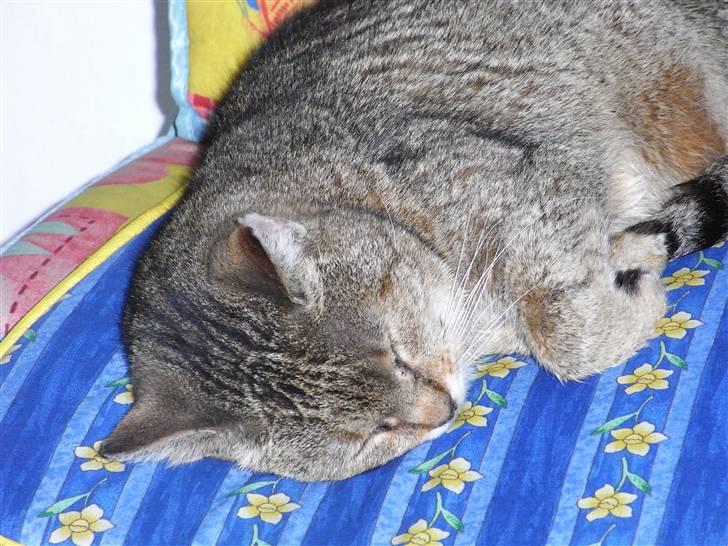 Blanding af racer Misse-mor R.I.P billede 11