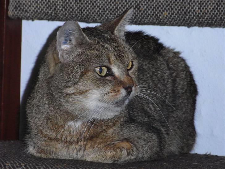 Blanding af racer Misse-mor R.I.P billede 12