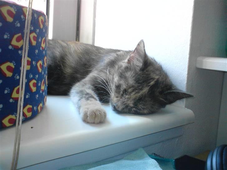 Huskat Futte billede 5