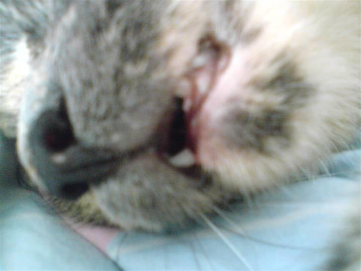 Huskat Futte billede 6