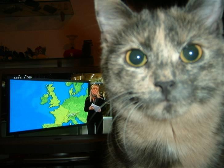 Huskat Futte billede 7