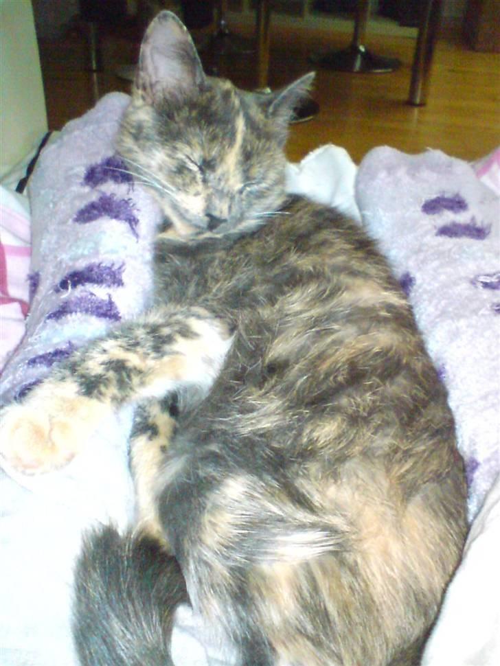 Huskat Futte billede 8