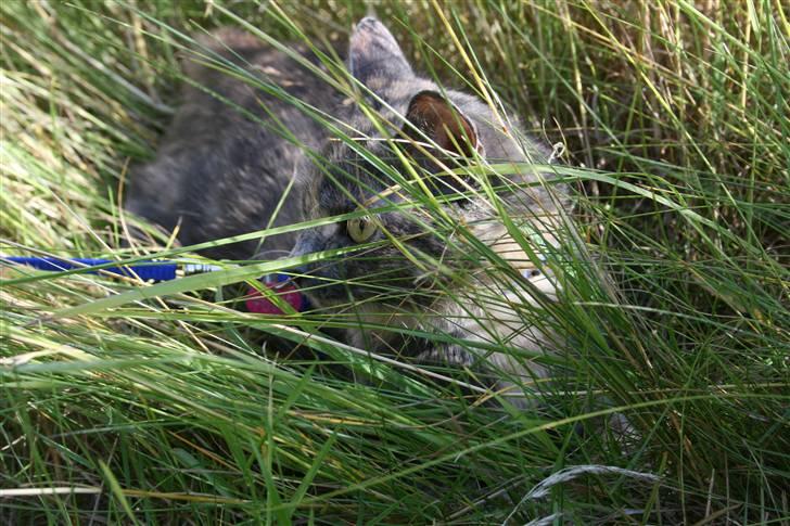 Huskat Futte billede 9