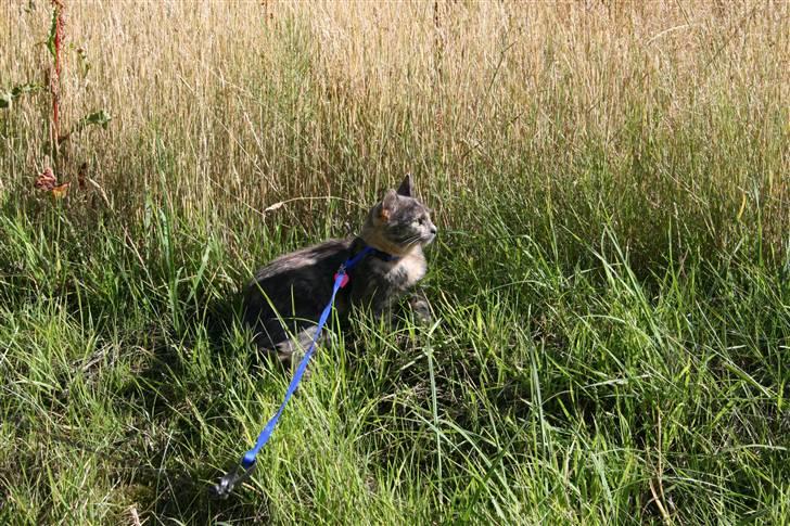 Huskat Futte billede 10