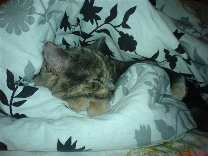 Huskat Futte billede 11