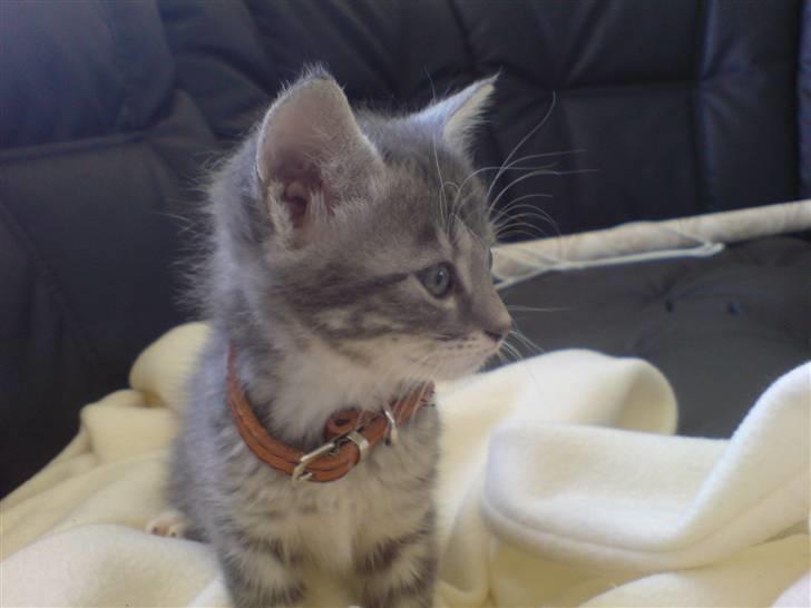 Blanding af racer Jinx RIP - En af de første dage her hjemme billede 1