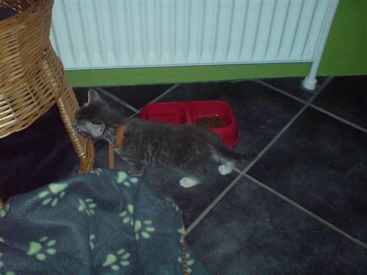 Blanding af racer Jinx RIP - Nøøøj skal jeg sove der.. billede 2