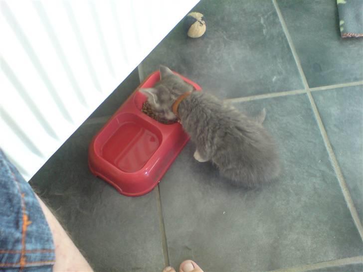 Blanding af racer Jinx RIP - Og der er også mam her.. billede 3