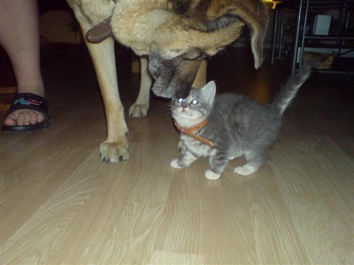 Blanding af racer Jinx RIP - Siger du at vi 2 skal være venner??? billede 4