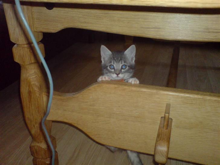 Blanding af racer Jinx RIP - Halløj billede 5