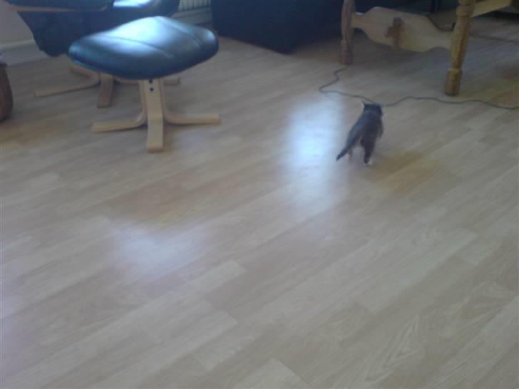 Blanding af racer Jinx RIP - Vrooooommm billede 6