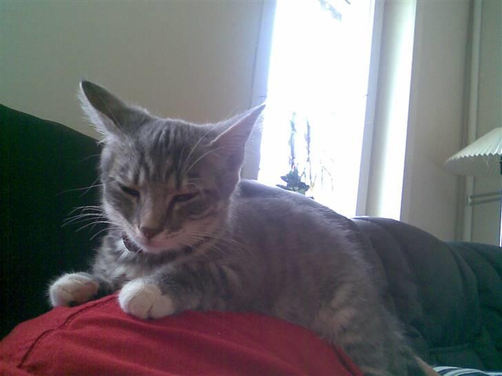 Blanding af racer Jinx RIP - Her er hun blevet 10 uger ældre ca. billede 7