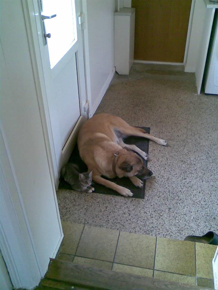 Blanding af racer Jinx RIP - Eftermiddags hygge med Molly : ) billede 8