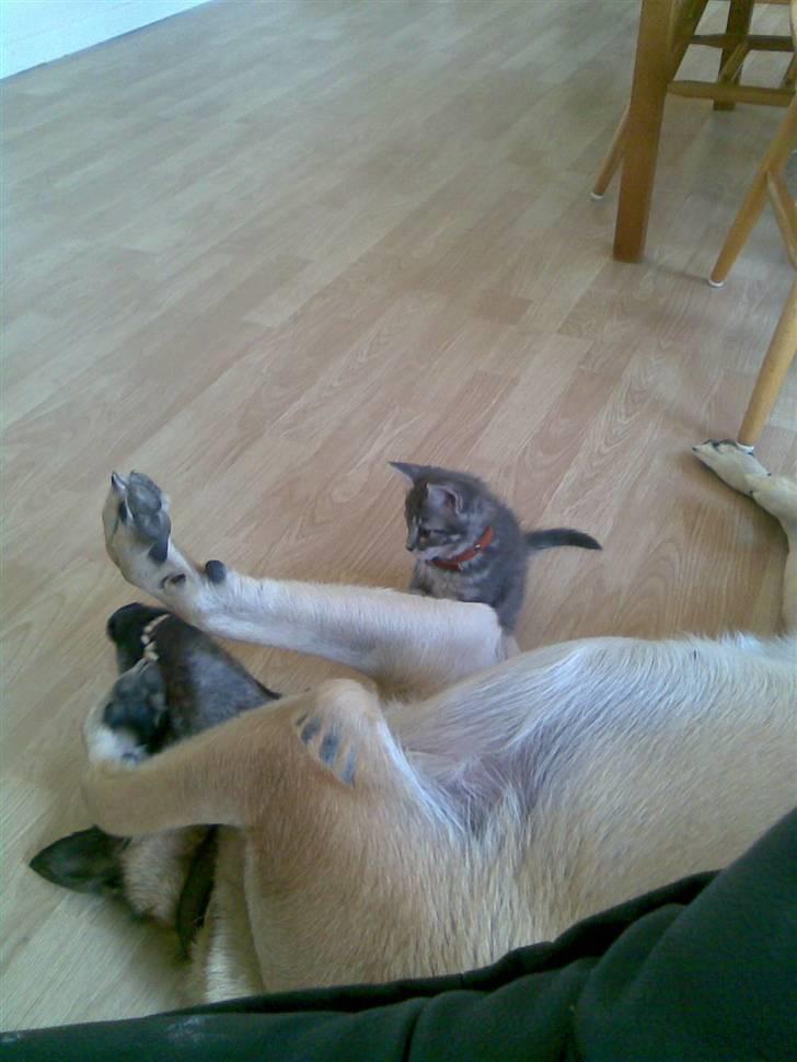 Blanding af racer Jinx RIP - Leg nu med mig : ) billede 9