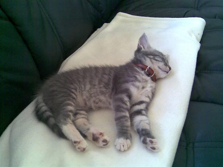 Blanding af racer Jinx RIP - Alt det legen er hårdt.. Skal lige sove lidt på tæppet.. billede 10