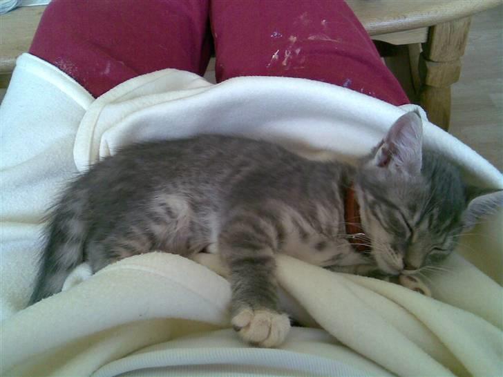 Blanding af racer Jinx RIP - Lidt mere soven : ) billede 11