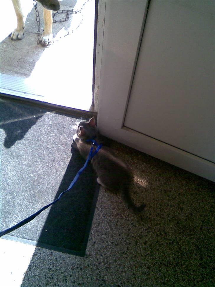 Blanding af racer Jinx RIP - Haha Molly, jeg har da også bare en snor : ) billede 12