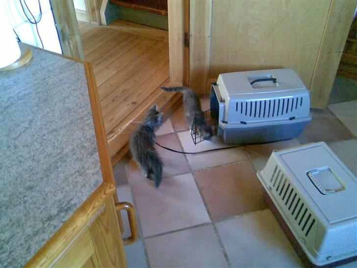 Blanding af racer Jinx RIP - På besøg ved hendes bror Sofus ( han er den langhårede ) billede 13