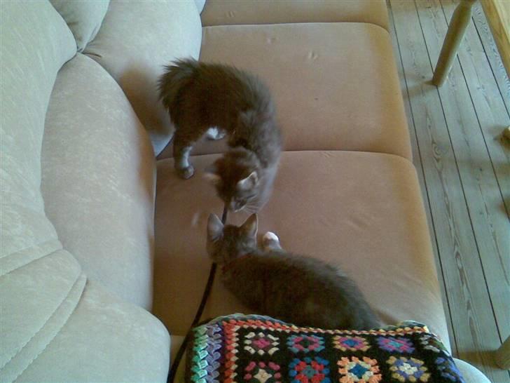 Blanding af racer Jinx RIP - Stadig på besøg billede 14