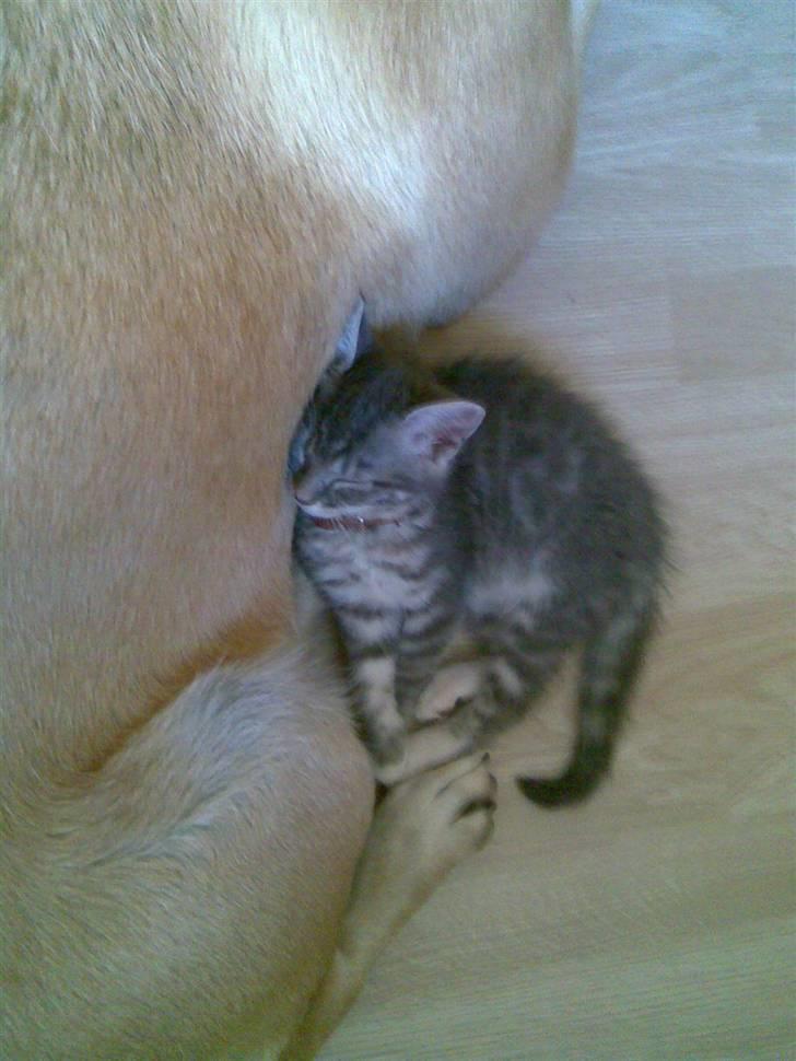 Blanding af racer Jinx RIP billede 15