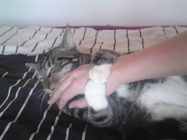 Blanding af racer bella - så får mor lige en tur hun skal ik tro hun er noget. gggrrrre billede 7