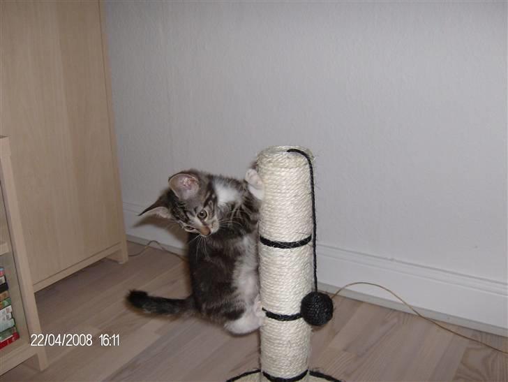 Blanding af racer bella - mit krassetræ er sku godt billede 8