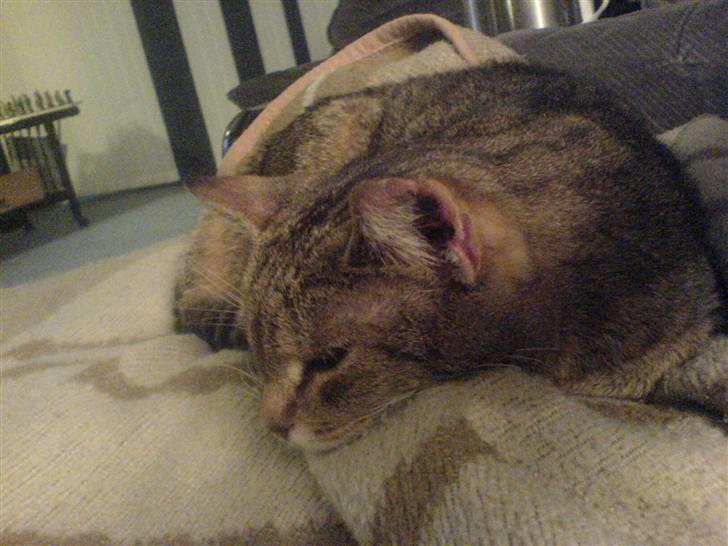 Blanding af racer Misse-mor R.I.P billede 13