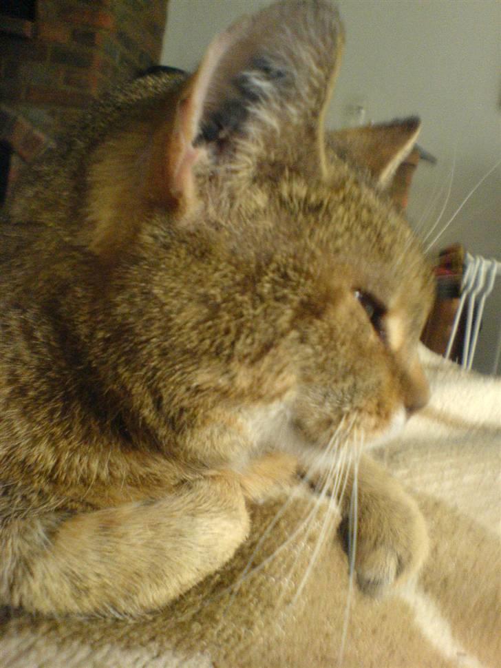 Blanding af racer Misse-mor R.I.P billede 14