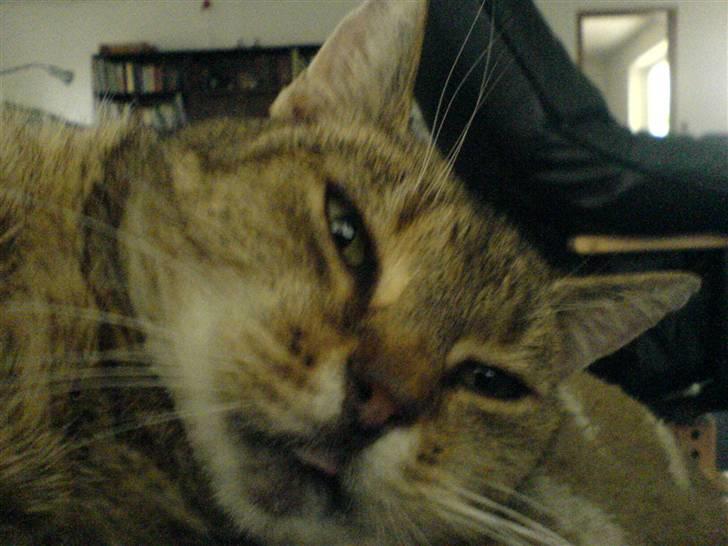 Blanding af racer Misse-mor R.I.P billede 15