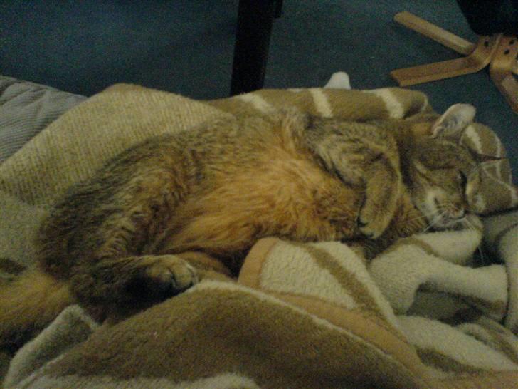 Blanding af racer Misse-mor R.I.P billede 16