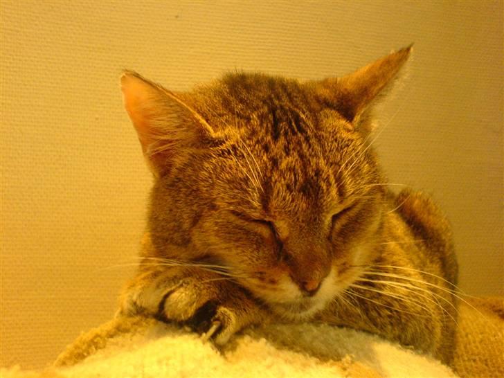 Blanding af racer Misse-mor R.I.P billede 17