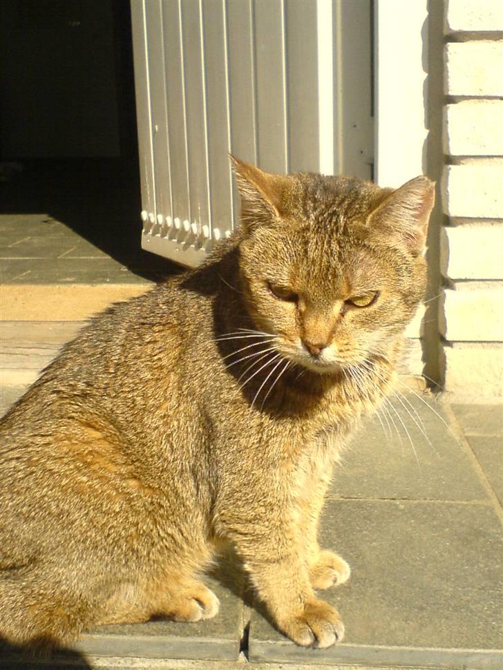 Blanding af racer Misse-mor R.I.P billede 18