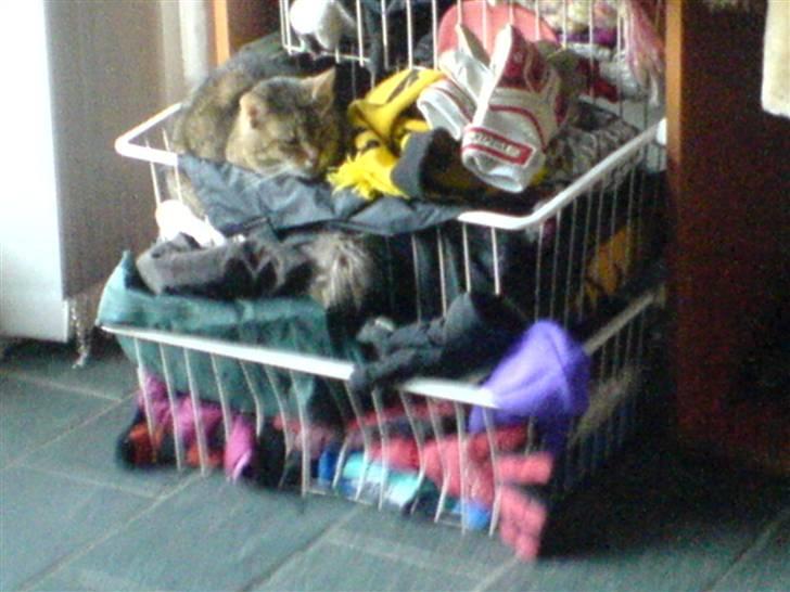 Blanding af racer Misse-mor R.I.P - Hun elskede åbne skuffer :D billede 19