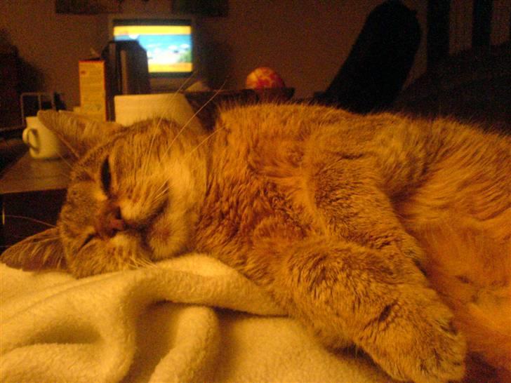 Blanding af racer Misse-mor R.I.P billede 20