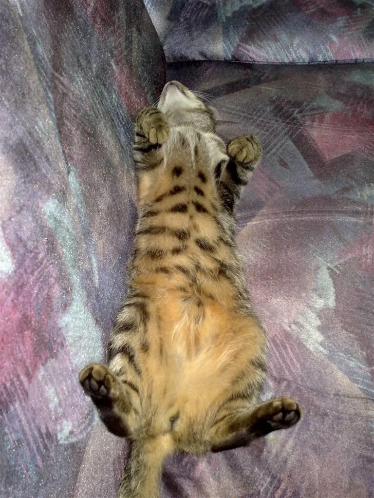 Huskat Spip - Spip på sin 1 års føsdag, det er hårdt at fylde år:-) billede 18