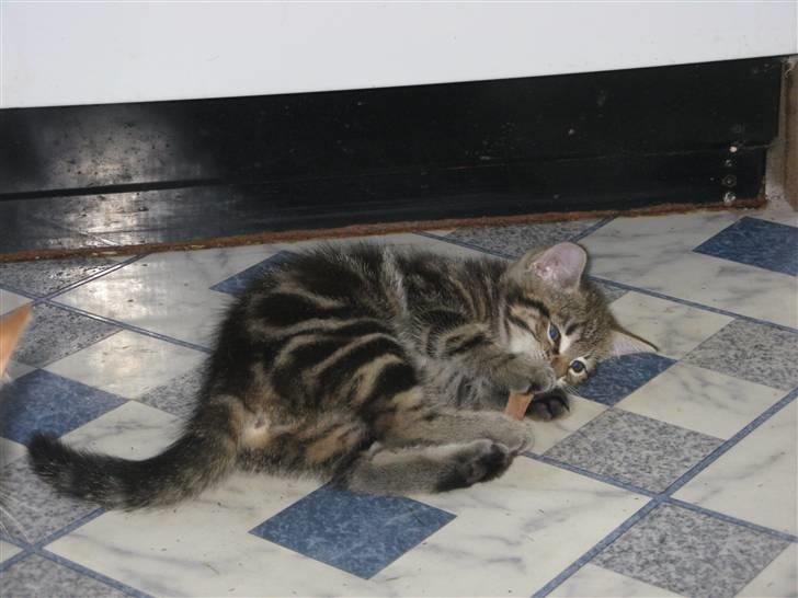 Huskat Skattepigen **I himlen**† - Velkommen til Skattepigen´s profil ;) billede 1