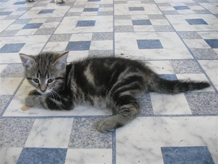 Huskat Skattepigen **I himlen**† billede 2