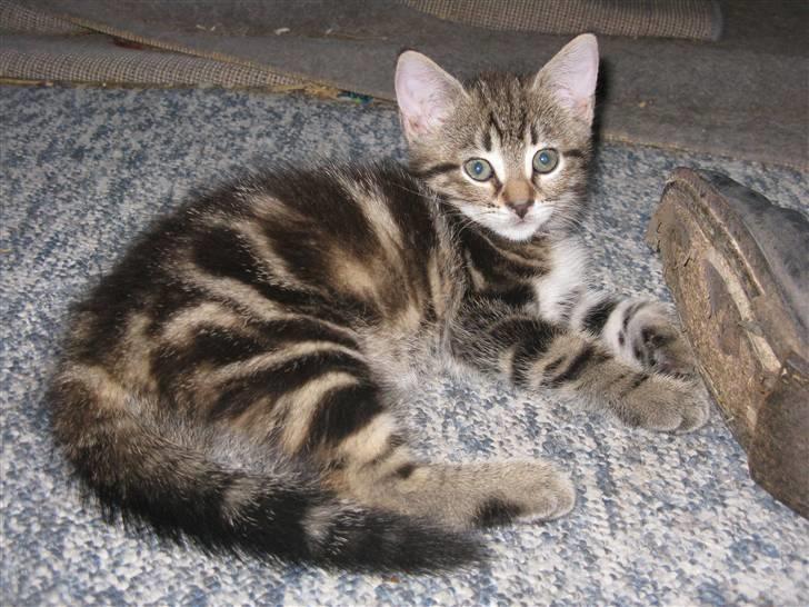 Huskat Skattepigen **I himlen**† billede 3