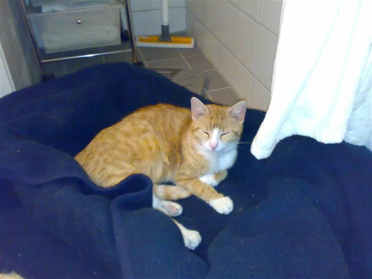 Huskat lost - tage lige en slapper det er hård at være gravid billede 1