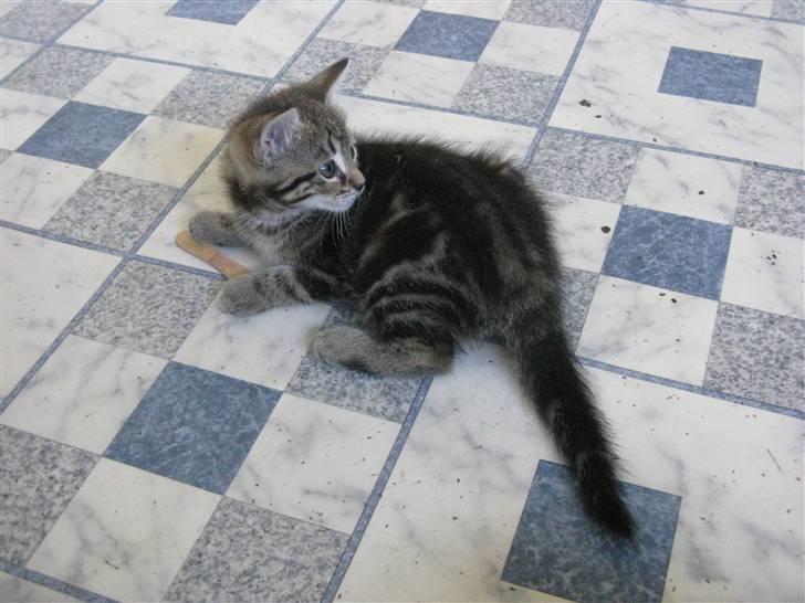 Huskat Skattepigen **I himlen**† billede 4