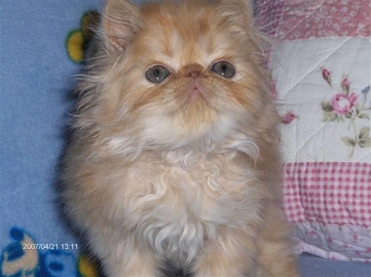 Perser Gizmoe billede 10