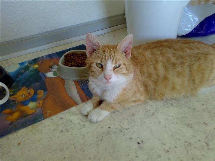 Huskat lost - bliver her så er der ikke så langt til maden billede 2