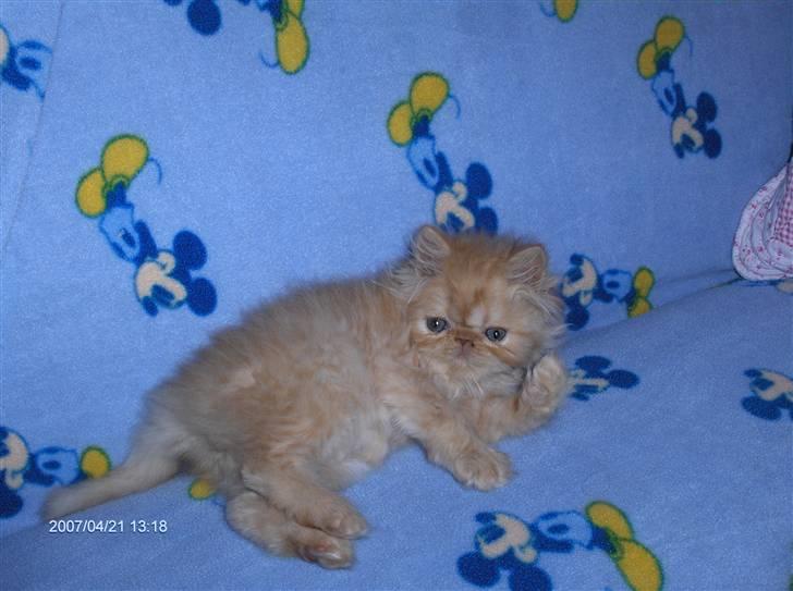 Perser Gizmoe billede 11