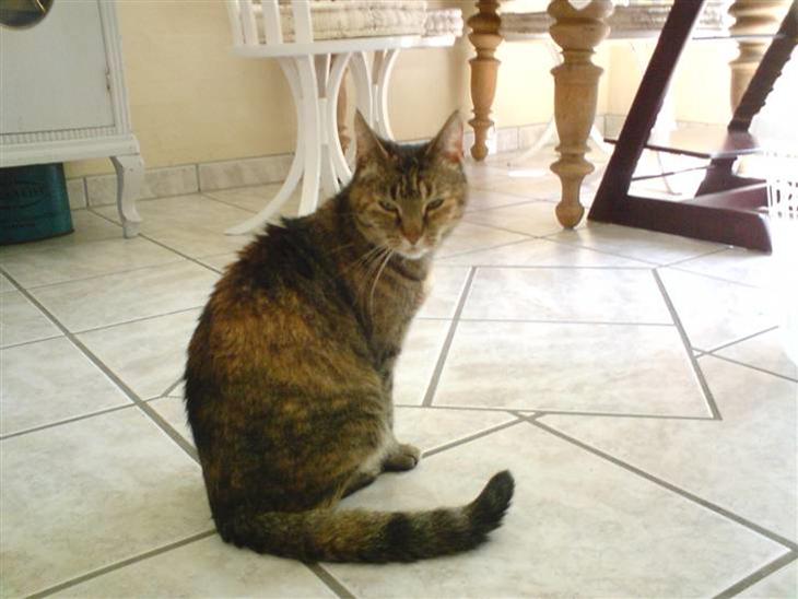 {{currentPhoto.altText}} billede {{currentPhoto.number}}