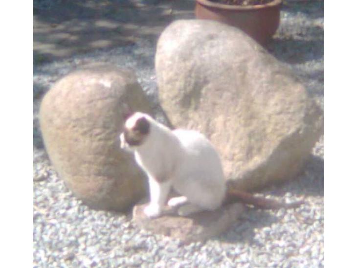 {{currentPhoto.altText}} billede {{currentPhoto.number}}