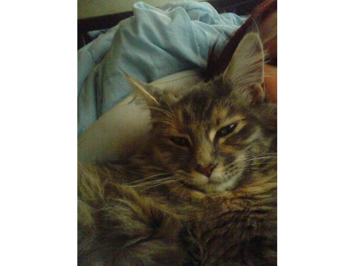 {{currentPhoto.altText}} billede {{currentPhoto.number}}