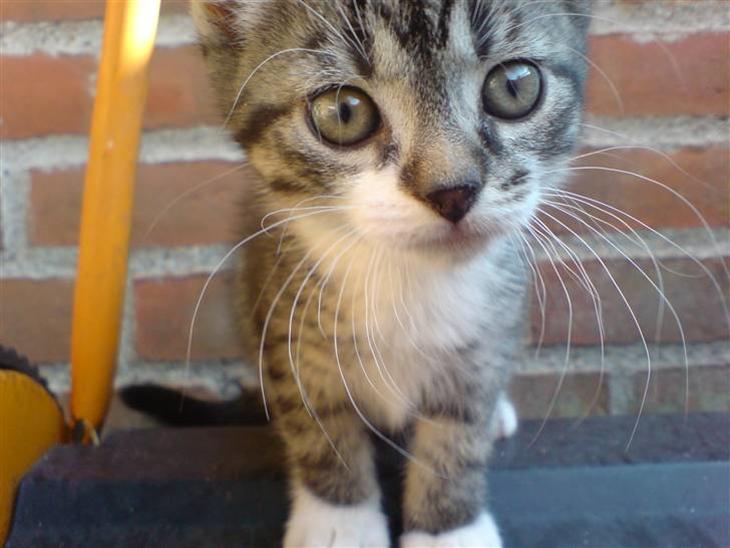 {{currentPhoto.altText}} billede {{currentPhoto.number}}